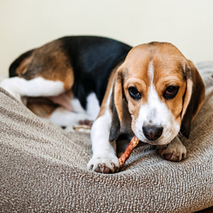 Summa nutrimentum pet cibum